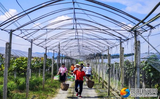 邵東縣公田村葡萄種植基地采摘