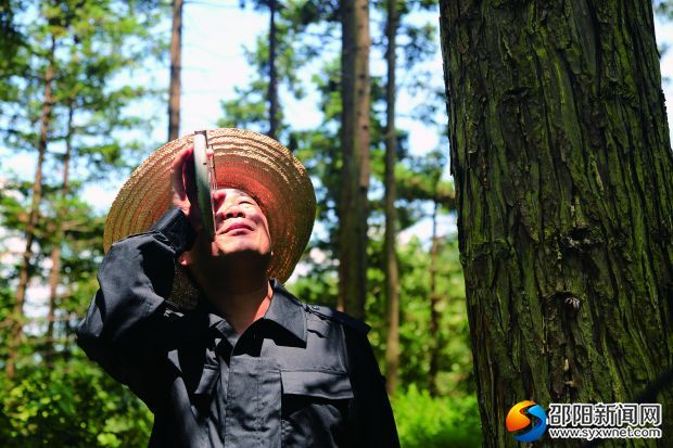绥宁县林业技术人员测量生态公益林内的杉树