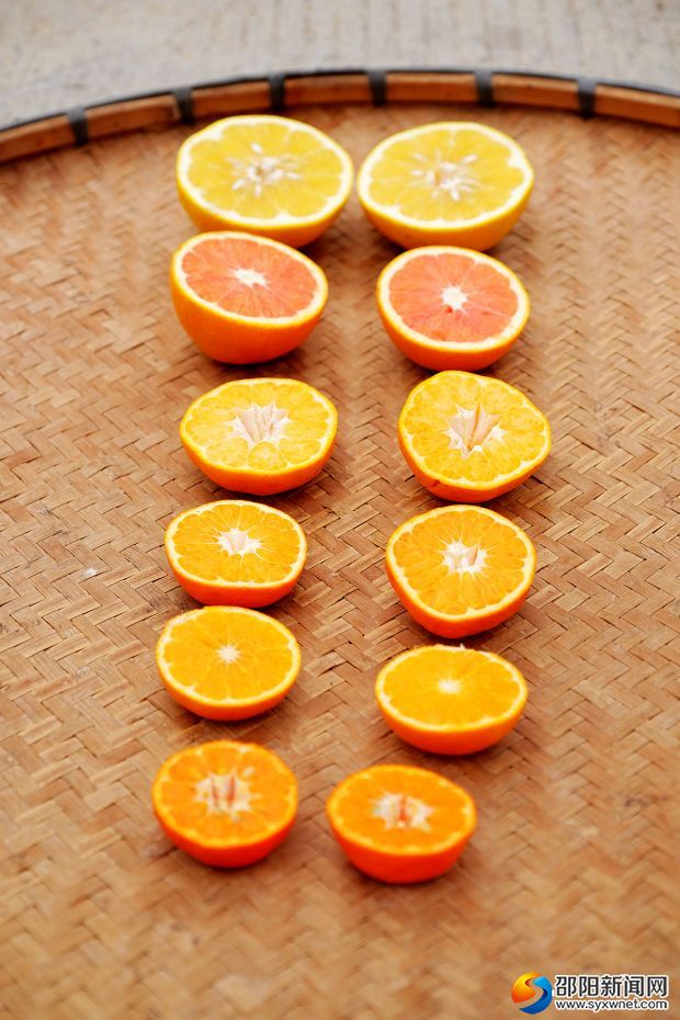 数种柑橘品种对比。