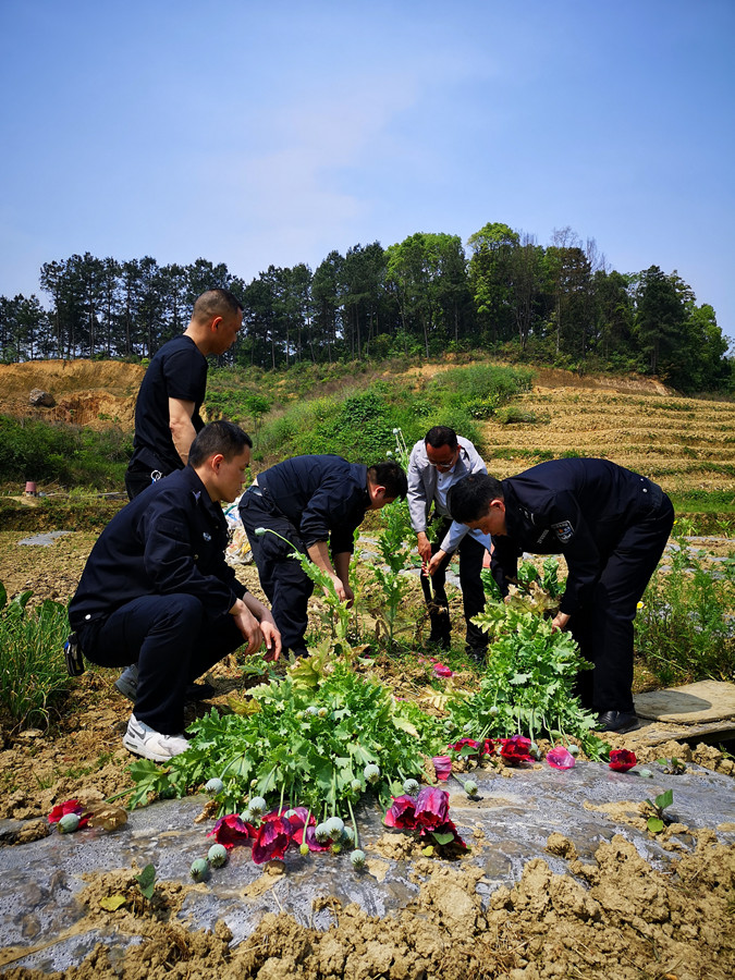 隆回县桃花坪街道开展禁种铲毒专项行动