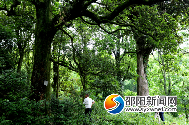 隆回天星村：发现古树群 最大银杏直径1.5米_邵商网