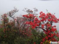 南山杜鵑紅似火