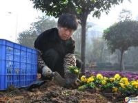 市園林綠化管理種植、補栽花卉 呼吁市民愛護