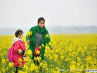 武岡油菜花開讓人醉！