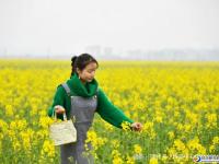 武岡油菜花開讓人醉！