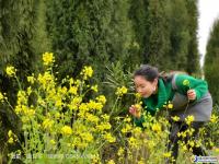 武岡油菜花開(kāi)讓人醉！