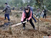 市區(qū)千余人植樹節(jié)里植樹忙