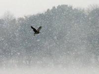 杭州初雪 西湖現(xiàn)“獨(dú)釣寒江雪”美景