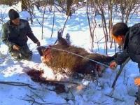 吉林蛟河疑現(xiàn)東北虎足跡 兩頭野豬被捕食 