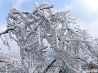 龍山雪景讓人醉