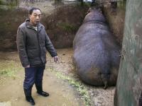 鹽城動(dòng)物園供暖跟不上 河馬怕冷憋墻角拒下水