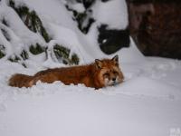 莫斯科遇80年來最大暴雪 6萬環(huán)衛(wèi)工上街掃雪