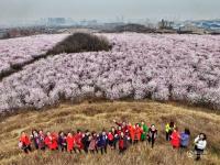 航拍西安櫻桃花海 市民賞花共度婦女節(jié)