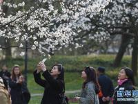 杭州西湖太子灣櫻花盛開 美景如畫