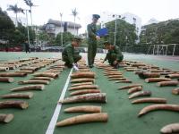 廣東破獲案值1800萬象牙走私案 查獲象牙221塊