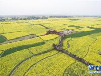  大美中國(guó)：鳥瞰花田