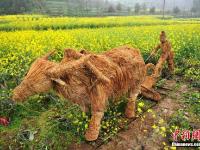 重慶為吸引游客觀賞 菜花地里擺大型稻草動物