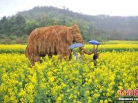 重慶為吸引游客觀賞 菜花地里擺大型稻草動物