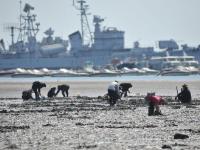 青島天文大潮退潮大面積海灘露出 市民扎堆挖海鮮