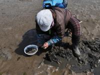 青島天文大潮退潮大面積海灘露出 市民扎堆挖海鮮