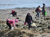 青島天文大潮退潮大面積海灘露出 市民扎堆挖海鮮