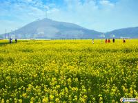 武岡油菜花海惹人醉