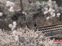 發(fā)燒友屢次逼?！伴_往春天的列車” 景區(qū)被封鎖