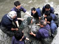 中外動物專家為我國僅?！皦坌恰卑喵M人工授精