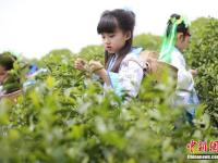 江蘇“小蘿莉”走進茶園 學摘茶葉