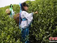 江蘇“小蘿莉”走進茶園 學摘茶葉