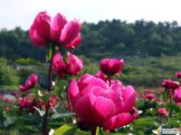 邵東斫曹芍藥花開(kāi)迷人眼