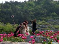 邵東斫曹芍藥花開(kāi)迷人眼