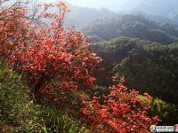 崀山：萬紫千紅總是春