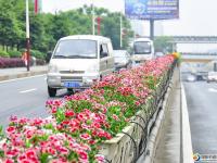 【醉美邵陽(yáng)】各色鮮花春盎然