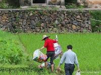 貨車側(cè)翻 20多噸貨物遭附近村民哄搶