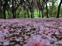 春雨過后