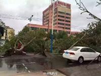 暴雨大風(fēng)襲擊遼寧 大樹(shù)被連根拔起