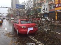 暴雨大風(fēng)襲擊遼寧 大樹(shù)被連根拔起