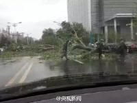 暴雨大風(fēng)襲擊遼寧 大樹(shù)被連根拔起