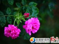 【攝影賞析】新邵大新鄉(xiāng)玫瑰花韻