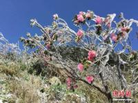 湖北神農(nóng)架降雪 高山杜鵑披冰甲