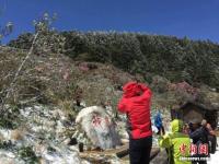 湖北神農(nóng)架降雪 高山杜鵑披冰甲