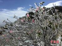 湖北神農(nóng)架降雪 高山杜鵑披冰甲