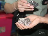 廣西一出租屋變動(dòng)物園 武警查獲大批野生動(dòng)物