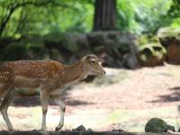 重慶動(dòng)物園梅花鹿被割去鹿角 園方稱防止攻擊同類