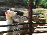 重慶動(dòng)物園梅花鹿被割去鹿角 園方稱防止攻擊同類