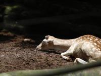 重慶動(dòng)物園梅花鹿被割去鹿角 園方稱防止攻擊同類