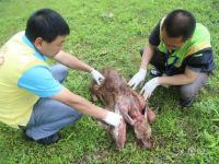 重慶永川野生動物園產(chǎn)下罕見連體大羚羊?qū)殞? width=