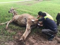 重慶永川野生動物園產(chǎn)下罕見連體大羚羊?qū)殞? width=