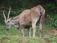 重慶永川野生動物園產(chǎn)下罕見連體大羚羊?qū)殞? width=